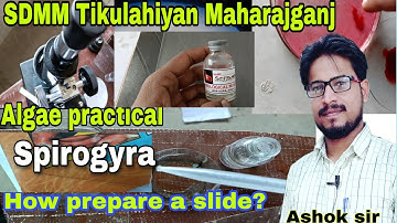 spirogyra ki slide kaise prepare kare? algae ki slide kaise banaye ,green alga ,by Ashok sir #botany