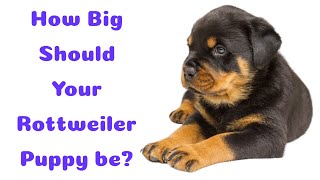 How Big Should Your Rottweiler Puppy Be