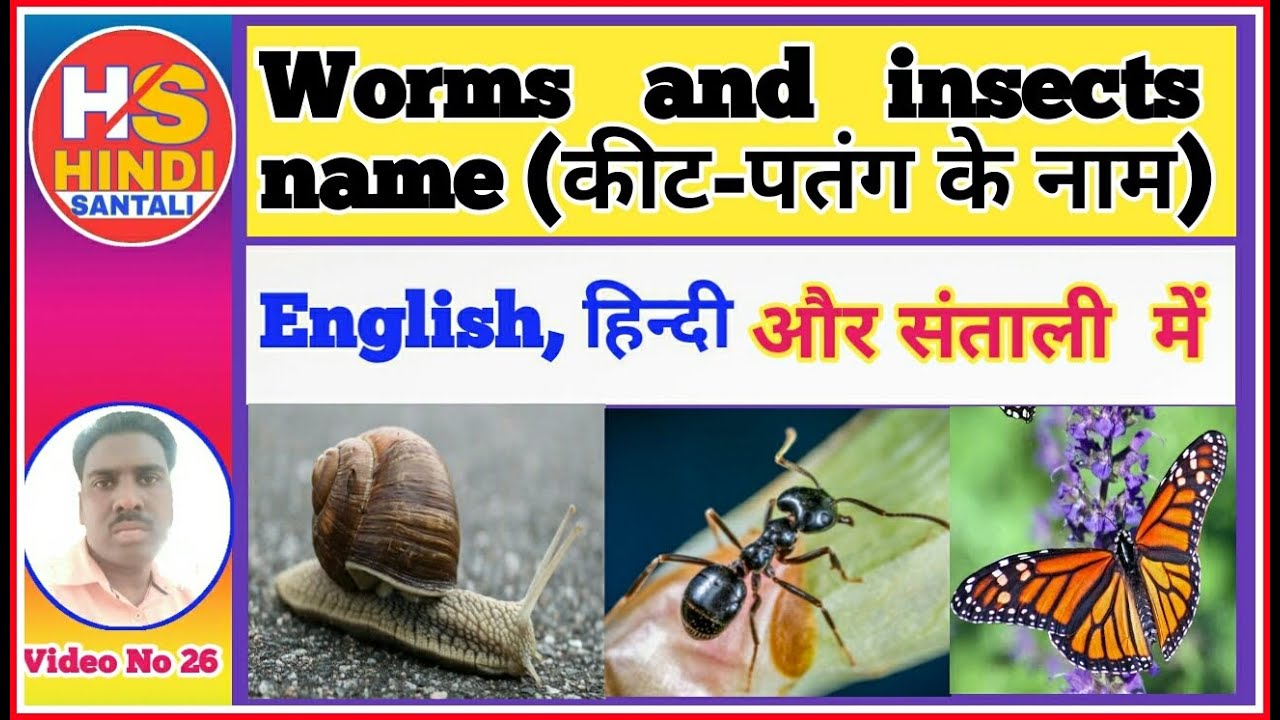 Worms and Insects name। Insects name in Hindi and English with pictures ...