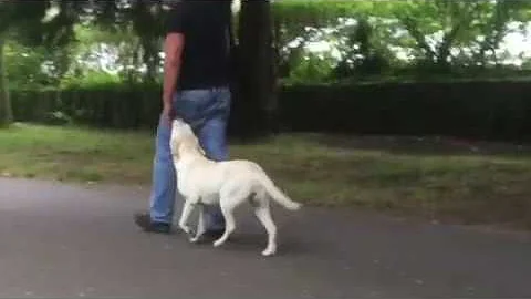 Training example - using hand signals alone to improve your dogs focus to Improve your dogs' recall