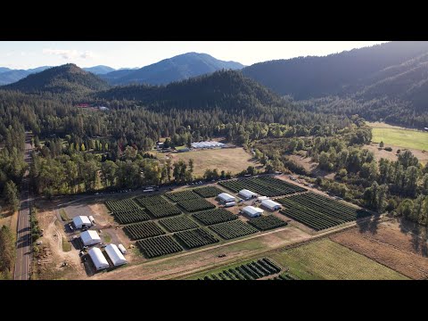 Halo Collective today announced a significant expected increase in yield and number of strains across its 11 acres of owned or contracted outdoor cultivation in the state of Oregon, which is almost four times the flower harvested at the Company’s owned or managed Oregon farms during the 2020 season.