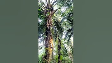 Wow Tajam Sekali Sabit Pemotong Buah Sawit ini