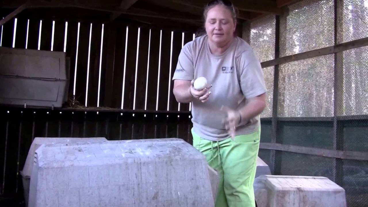 Duck House Domestic Ducks YouTube