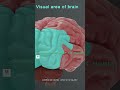 Unlocking the Brain’s Secrets: Pain, Performance, and the Power of Substance P!
