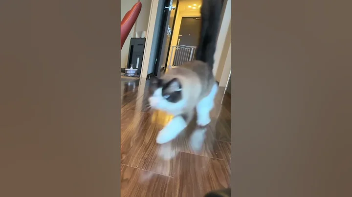 Video 9702311: long haired cat breeds, cat breed cute, bicolor cat, pointed cat