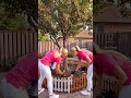 Apple Tree Bloom Circle 🌸✨#gardeninspiration #flowergarden #backyarddesign AKV8C2VGpE