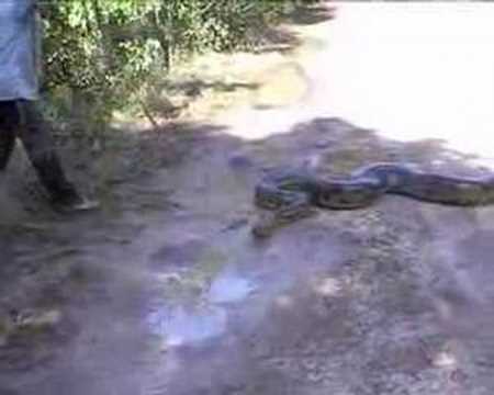 Los Llanos Venezuela: Anaconda of 6 meter