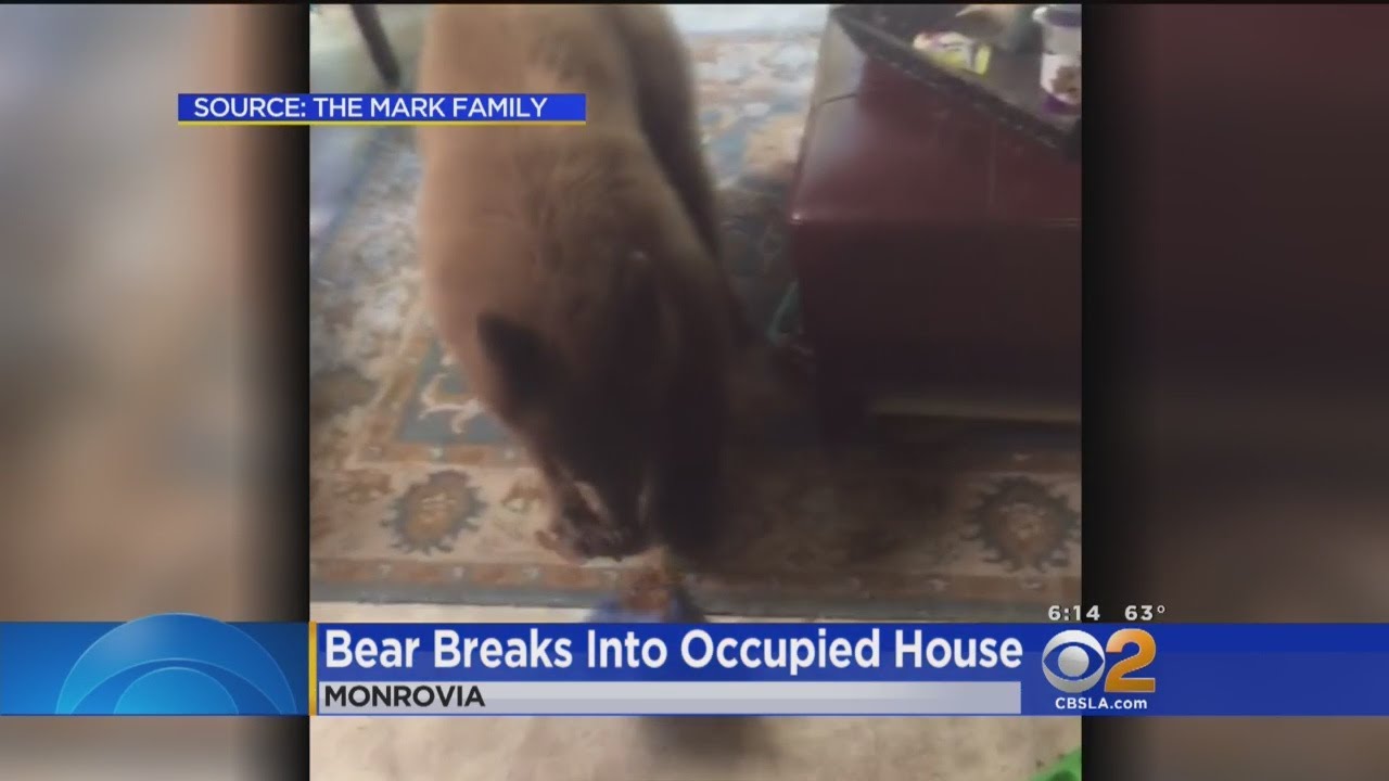 Monrovia Man Finds Bear In His House