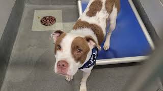 acs A681289