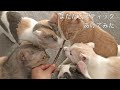 全員集合【可愛い猫の多頭飼いに癒される】またたびスティックあげてみた　I gave Matatabi stick