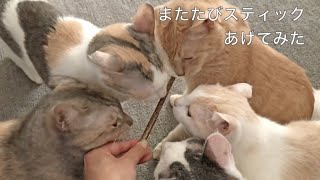全員集合【可愛い猫の多頭飼いに癒される】またたびスティックあげてみた　I gave Matatabi stick