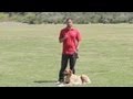 How to Stop a Male Dog From Marking at a Female Dog's House : Dog Behavior & Training How to Stop a Male Dog From Marking at a Female Dog's House : Dog Behavior & Training