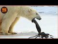 Most Terrifying Polar Bear Attacks Ever Recorded | Animal Fights