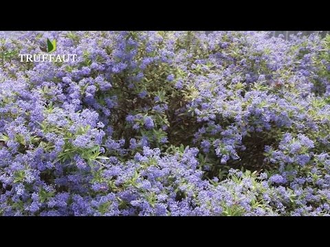 Vidéo: California Lilas Growing: Où planter le lilas de Californie dans le jardin