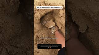 How to catch Giant Razor calms like a pro! Beach Foraging Secrets Revealed 😱🔥