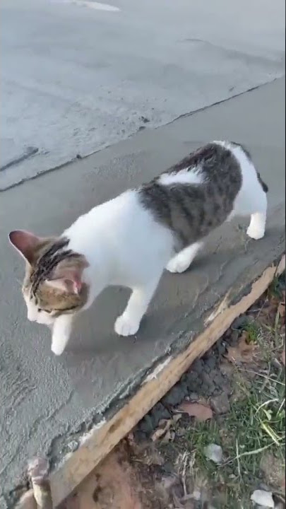 wahhhh ada semen basah, mari kita injak-injak 😾