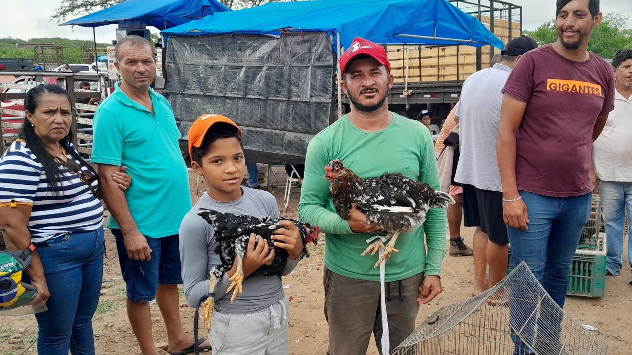Feira de galinhas caipira da Vila do jerimum, Taquaritinga do Norte PE 01/02/2026