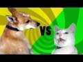 Cat vs Dog: Epic Tail Chaser