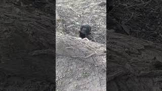 Watching over my outdoor feral cat named Gayle. Profile