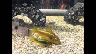 熱帯魚図鑑 えっ 改良品種じゃないの コリドラスイルミナティグリーン アクアリウムと熱帯魚のブログ