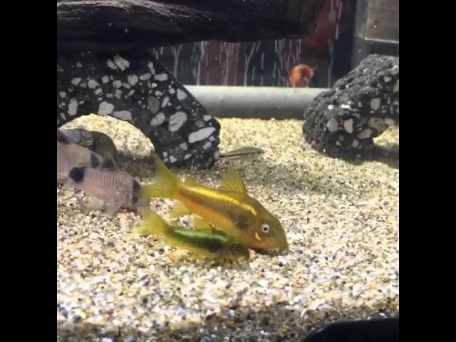 熱帯魚図鑑 えっ 改良品種じゃないの コリドラスイルミナティグリーン アクアリウムと熱帯魚のブログ 熱帯魚図鑑 えっ 改良品種じゃないの コリドラスイルミナティグリーン アクアリウムと熱帯魚のブログ