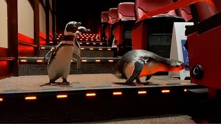 ペンギンたちが米シカゴの映画館に　「遠足」の一環で