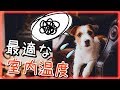 室内犬の快適温度はどれくらい？夏場、冬場の室内温度管理