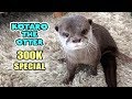 【30万人記念】カワウソコタロー１年間のベストシーン一挙公開！　300K SUB SPECIAL! Kotaro the Otter Best Moments