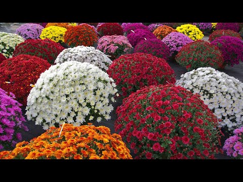 Video: Perennial Chrysanthemums: Mga Pagkakaiba-iba At Paglilinang