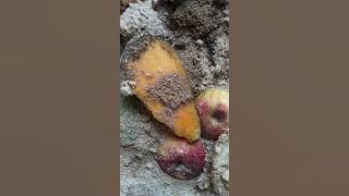 Download lagu Baby maggot BSF umur 4 hari.