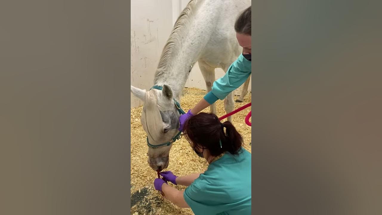 Gauze Removal post nasal surgery YouTube