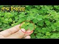 অলৌকিক গাছ আমরুল শাকের উপকারিতা ওঁ বিস্ময়কর গুণ | Health Benefits Of Amrul