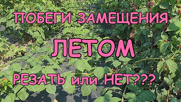 Стоит ли резать побеги замещения у ежевики летом???