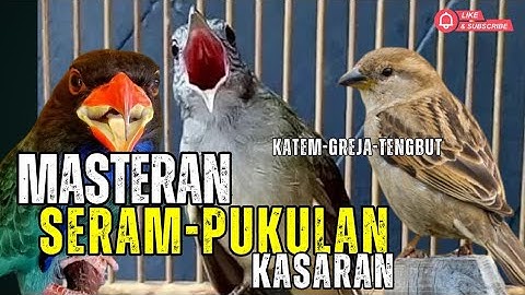 MASTERAN PALING DASYATTTG!!! GEREJA TARUNG - TENGKEK BUTO - CUNGKOK MENJERIT