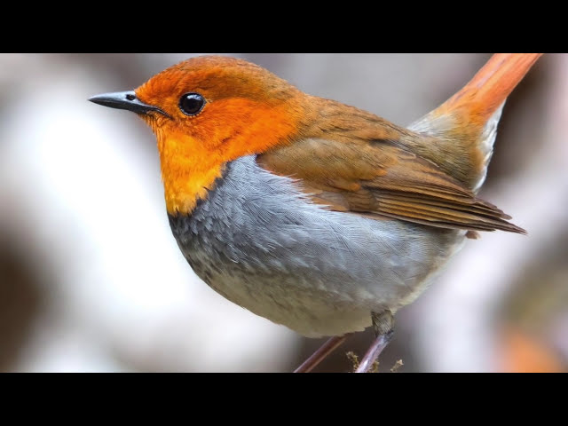 I luoghi Piuturismo: Preservare la biodiversità