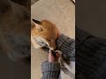 Cute fox video