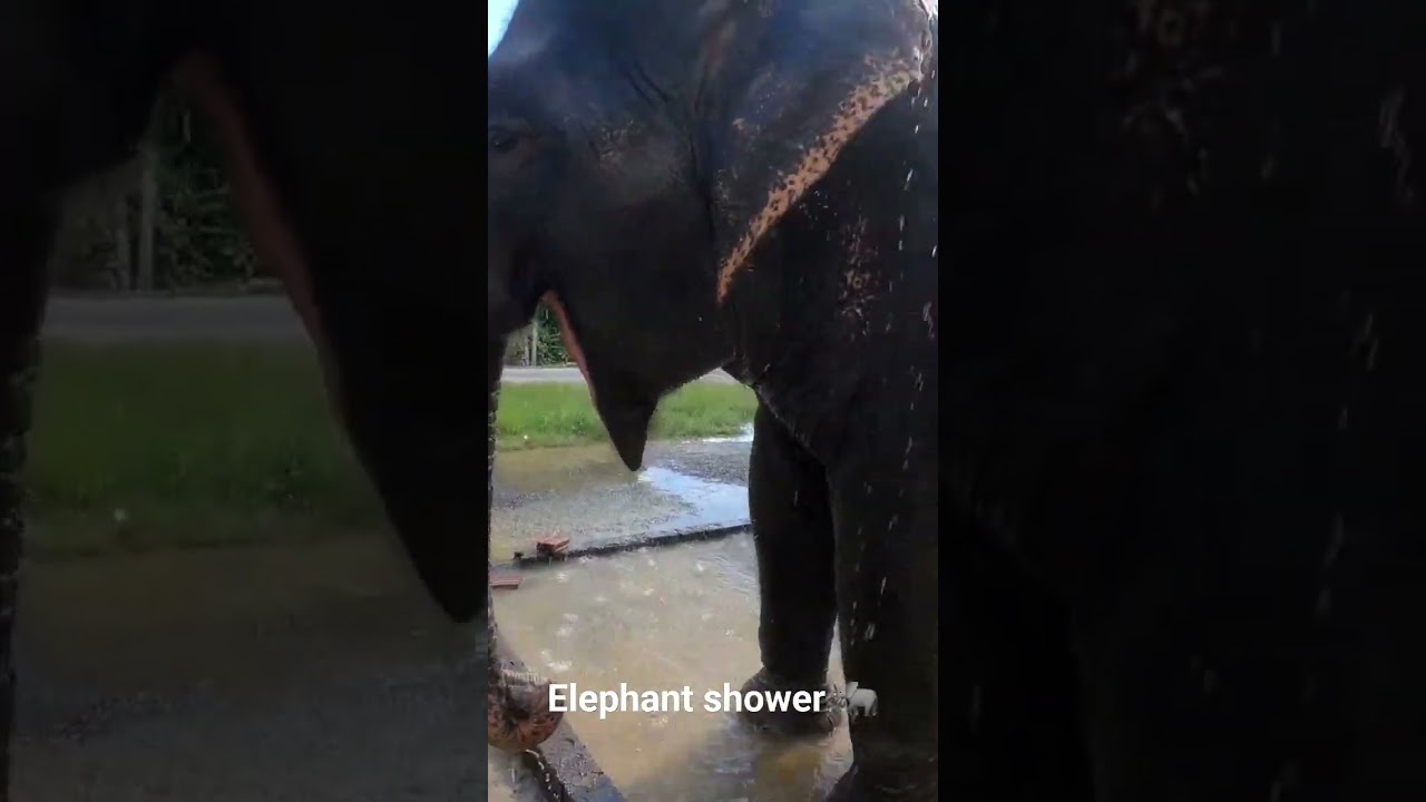 Elephant shower 