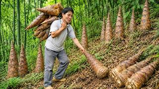 Giant Bamboo Shoot Harvest Adventure | Solo Survival and Market Selling