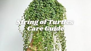Peperomia Prostrata aka String of Turtles Care Tips | 7 tips you should know