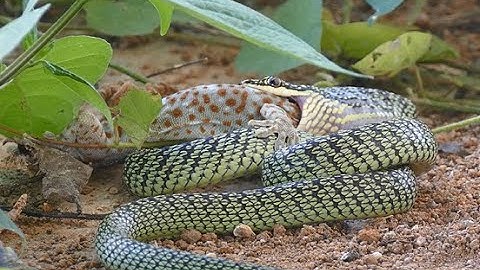 Golden Tree Snake eating a Tokeh gecko in northeastern Thailand.