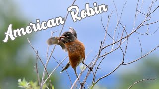 Things You May Not Know About the American Robin!