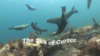 Experience the incredible creatures when diving the Sea of Cortez!