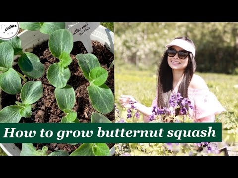 Video: Trồng Butternut Squash: Cách Trồng Cây Butternut Squash
