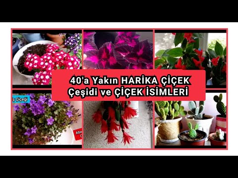 Video: Çarşı Çiçeği Asmalarının Farklı Türleri - Çarkıfelek Çiçeği Çeşitleri