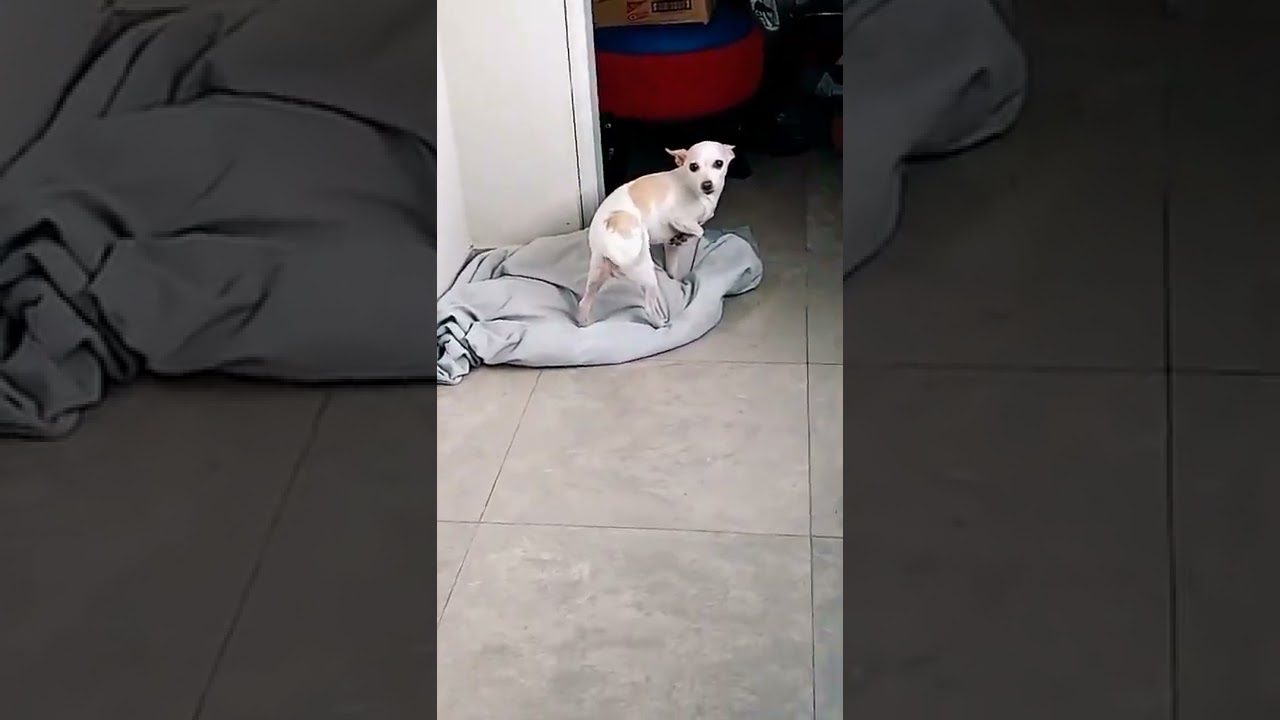 perrito bravo 