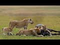 Safari Spectacle: Witness the Intensity of Lion vs Buffalo Battle