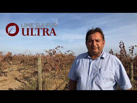 Video: Colloidal Sulfur For Grapes: Instructions For Use. Grape Processing In August And Waiting Period After Spraying. How To Dilute Sulfur? Solution Dosage