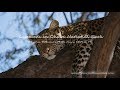 Leopards with kill in Chobe NP - Canon C200 in 4K