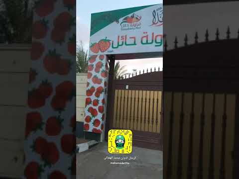 الفراولة حائل حديقة كيفية افتتاح الفراولة حائل حديقة مدير عام