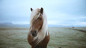 Quel animal contre le stress ?